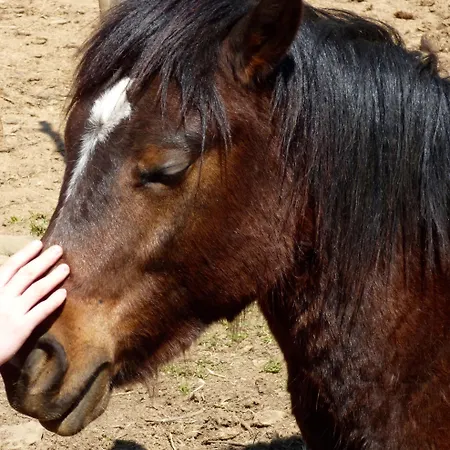 Arxontiko Mytilineou - Skretaion