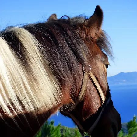 Arxontiko Mytilineou - Skretaion