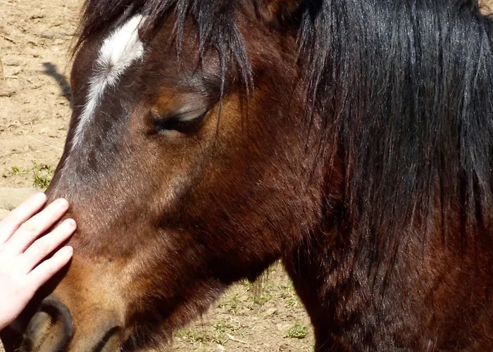 Arxontiko Mytilineou - Skretaion