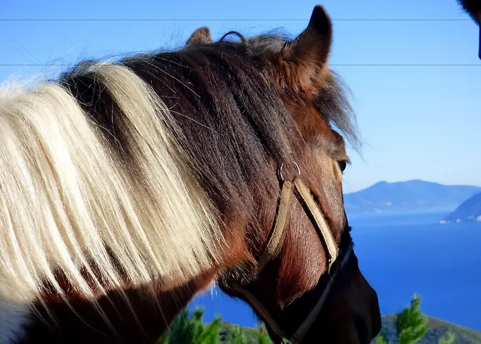 Arxontiko Mytilineou - Skretaion